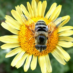 Bee on Anthemis tinctoria