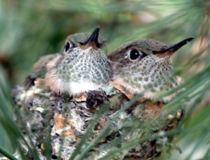 Broad-tailed Hummingbirds