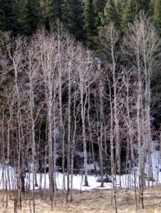 aspen-grove-rampartrangerd-2009-03-01-lah-558