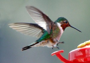 broadtail-hummingbird-keystone-20may07-lah-837r