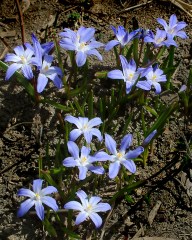 chionodoxa-luciliae-glory-of-the-snow-dbg-lah-002