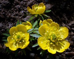 Eranthis hyemalis - Winter Aconite @DBG LAH 001
