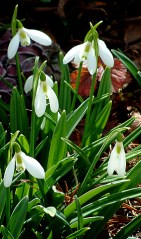 Snowdrops