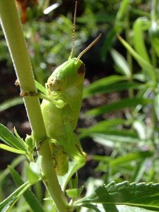 grasshopper-bf-lah-007