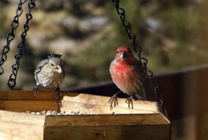 house-finches-wallpaper-crop