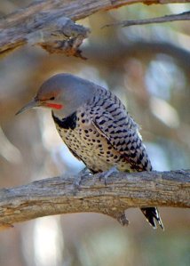 northern-flicker-blackforestco-2008oct08-lah-029