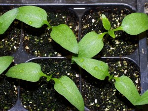 pepper-cotyledons-vs-leaves-lah