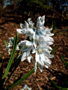 Scilla