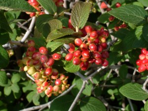 viburnum-lantana-wayfaringtree-xg-9aug05-lah-011-1