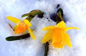 At least daffodils are yellow!