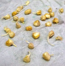 corn-germinating-on-towel-lah-1