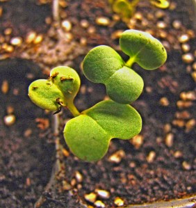 komatsuna-seedlings-needing-thinning-728-1