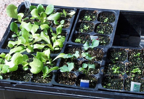 seedlings-in-tray-lah