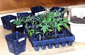 tomatoes-to-pot-on-lah