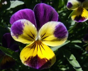 viola-johnny-jump-up-home-blackforestco-15jun07-lah-008