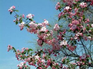 Malus Crabapple