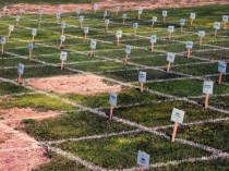 Sod trials @CSU LAH 001