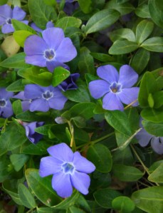 vinca-minor-xg-may142008-lah-001rs-1