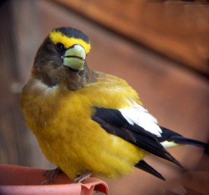 evening-grosbeak-home-2008jun05-lah-033c