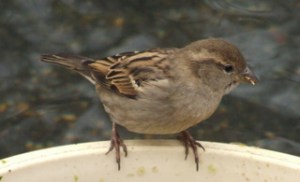 house-sparrow-denver-zoo-2009-02-14-lah-189r