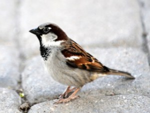 house-sparrow-denverzoo-20090527-lah-093
