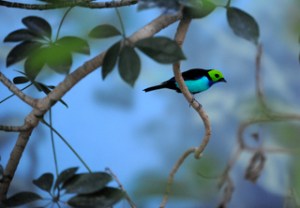 paradise-tanager-denverzoo-20090527-lah-236r