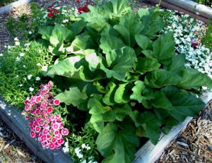 Rhubarb surrounded by dianthus in a 4x4 ft bed