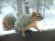squirrel-on-snowy-railing-bf-lah-001