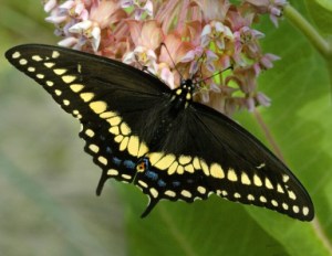 black-swallowtail_david-cappaert-michigan-state-university_5255023