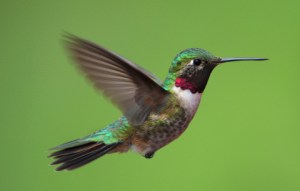 broadtail-hummingbird-home-20090601-lah-799r