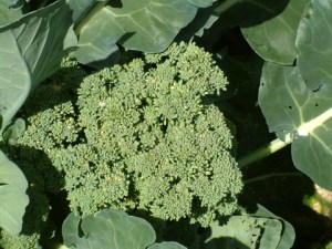 broccoli-tacoma-lah-3