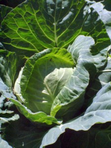 cabbage-home-lah-003