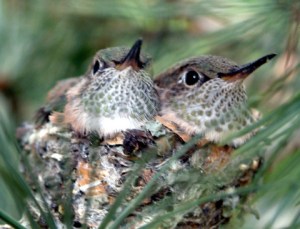 hummingbird-nestlings-cs-lah-1re