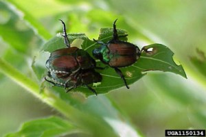 japanese-beetle-usfs-2