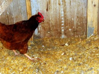eggs-and-chickens-059