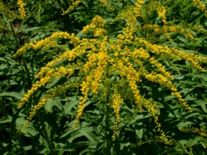 solidago-goldenrod-dbg-lah-010