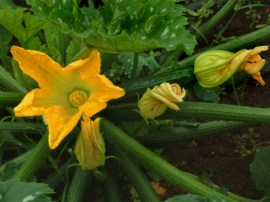zucchini-blossom-csu-lah-053