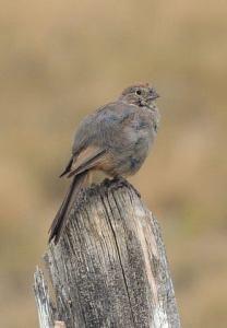 canyon-towhee_burntmillrd_20090905_lah_0056
