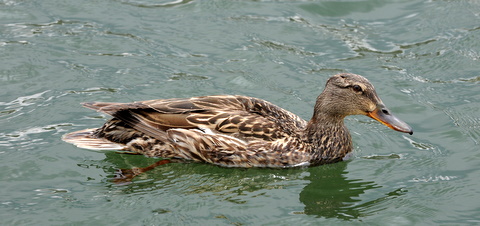 mallards-lake-pueblo-20090523-lah-134