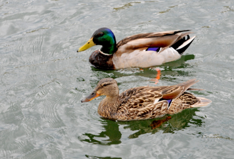 mallards-lakepueblo-20090523-lah-122r