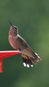 rufous-hummingbird_burntmillrd_20090905_lah_0135
