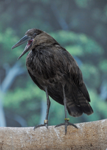 hammerkop_denverzoo_200901007_lah_3535x2c5x7-1