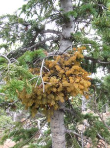 witches-broom-mtalmagreco-2007aug07-lah-dscf8204