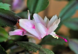 christmas-cactus_home_20091103_lah_5353x-1