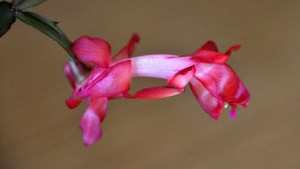 christmas-cactus_home_20091103_lah_5354x-1