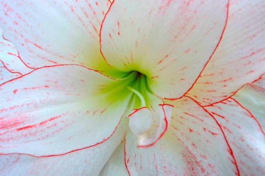 amaryllis_gretnala_20090619_lah_4153-1