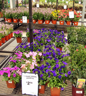 plants-for-sale-lowes-cs_2008aug02_lah_5106-1