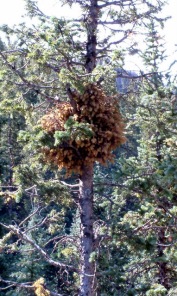 Sparse foliage and a witches' broom indicate a mistletoe infection.