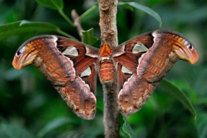 atlas-moth_butterflypavco_20100123_lah_7644-1