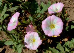 bindweed-bear-creek-pk-cs-lah-042r